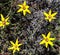 Yellow flowers, Nieuwoudtville Falls, Western Cape, South Africa