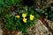 Yellow flowers, night blindness plants,