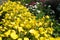 Yellow flowers of Oenothera, evening primrose, suncups or sundrops