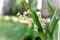 Yellow flowers of Oncidium sotoanum