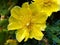 Yellow flowers opuntia humifusa