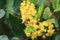 Yellow flowers Oregon Grape Plants among green glossy leaves