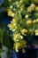 Yellow flowers of the ornamental evergreen shrub Mahonia aquifolium close-up.