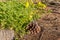 The yellow flowers Oxalis pes-caprae goats-foot and one brown bump and one gray stump on the brown pine needles background