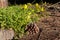 The yellow flowers Oxalis pes-caprae goats-foot and one brown bump and one gray stump on the brown pine needles background