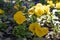 Yellow flowers pansy blossom in spring, garden decoration undersized flowering plants. Natural flower pansy