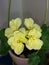 Yellow flowers Pelargonium Zonal close-up very delicate and beautiful, grade called PAC First Yellow