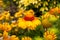 Yellow flowers perennial plant Gaillardia blanket flower