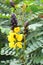 Yellow Flowers of Popcorn Cassia - Senna Didymobotrya - A Common Plant in Kerala, India