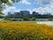Yellow Flowers, Potomac River and Rosslyn Virginia