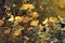 Yellow flowers of Prairie Sundrops  Meadow Evening Primrose, Oenothera pilosella