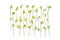Yellow flowers Primula veris  common names: common cowslip, cowslip, petrella, herb peter, paigle, peggle, key flower, Primula