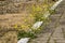 Yellow flowers on a railway platform