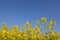 yellow flowers of rapeseed growing in a field