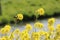 Yellow flowers of rapeseed weed along the side of dikes in the Netherlands.