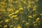 Yellow flowers of rapeseed weed along the side of dikes in the Netherlands.