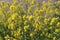 Yellow flowers of rapeseed weed along the side of dikes in the Netherlands.