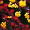 Yellow flowers and red leaves of barberry in the spring garden. Spring summer natural background.