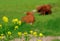 Yellow flowers and resting cows