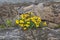 Yellow flowers in rock crack.