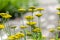 Yellow flowers by a rock path