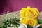 yellow flowers roses Occasions bouquet