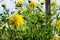 Yellow flowers of rudbeckia dissected against a blue sky.