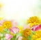 Yellow flowers (Rudbeckia) and pink poppies under the Sun