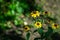 Yellow flowers Rudbeckia triloba or Brown-eyed Susan, three-lobed or thin-leaf coneflower in beautiful sunny day