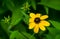 Yellow flowers Rudbeckia triloba or Brown-eyed Susan, three-lobed or thin-leaf coneflower in sunny garden on blurred green backgro