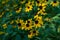 Yellow flowers Rudbeckia triloba or Brown-eyed Susan, three-lobed or thin-leaf coneflower in sunny garden on green background
