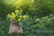 Yellow flowers in sack with wire on the nature at morning, soft focus