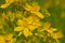 Yellow flowers of Saint john`s wort