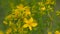 Yellow flowers of Saint john`s wort