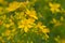 Yellow flowers of Saint john`s wort
