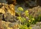 Yellow flowers of Samphire Crithmum maritimum edible Mediterranean herb