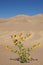 Yellow Flowers And Sand Dunes