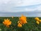 Yellow Flowers in Sayram Sailimu Lake