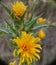 Yellow flowers of Scolymus hispanicus plant.