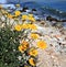 Yellow flowers - seaside