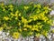 Yellow flowers sedum acre or sedum sexangulare
