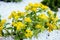 Yellow flowers sedum plants