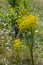 Yellow flowers of Senecio vernalis closeup on a blurred green background. Selective focus