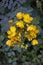 Yellow flowers, Senna auriculata, on tropical rainforest