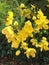 Yellow flowers of a Senna bicapsularis