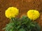 Yellow flowers Sensitive plant Mimosa pudica, humble plant, plant in the pea family on brown ground