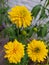 Yellow flowers, several aster flowers