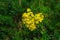 yellow flowers in the shape of heart Golden Ragwort