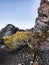 Yellow Flowers and Shards of Obsidian at Top of Panum Crater