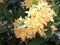 Yellow flowers, shrubs with cylindrical trunks, smooth, brown sticky skin